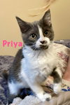 Priya Star
