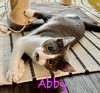 Abby