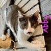 Abby