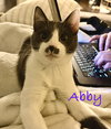 Abby