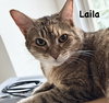 Laila