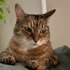 Laila