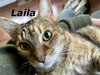 Laila