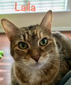 Laila