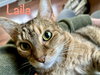 Laila