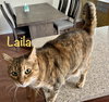 Laila