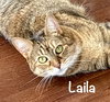 Laila
