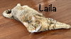 Laila