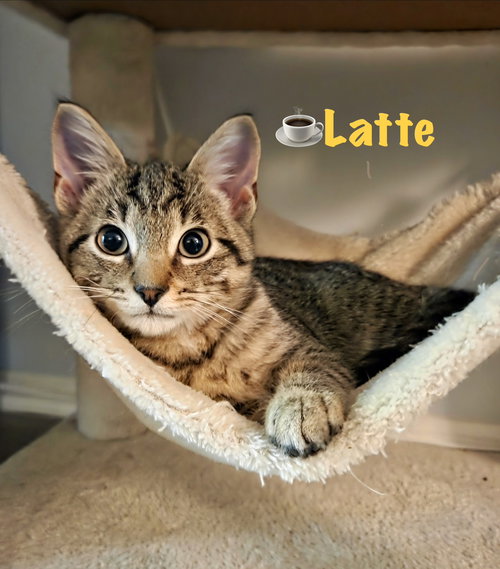 Latte