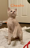 Cheeto