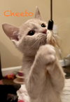 Cheeto