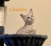 Cheeto