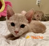 Nacho