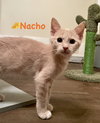 Nacho