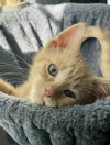 Luke Skywhisker