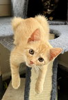 Luke Skywhisker
