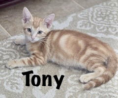 Tony