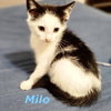 Milo