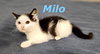 Milo