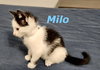 Milo