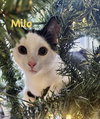Milo