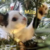 Milo