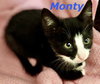 Monty
