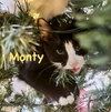 Monty