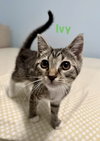 Ivy