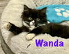 Wanda