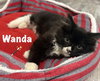 Wanda