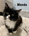 Wanda
