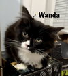 Wanda
