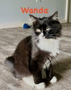 Wanda