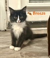Breeze