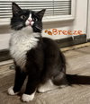 Breeze