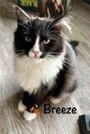Breeze