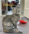 Chicago