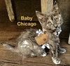 Chicago
