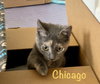 Chicago