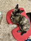 Brie