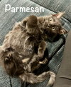 Parmesan