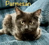 Parmesan