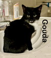 Gouda