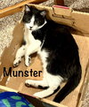 Munster