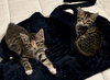 Isla - Bonded with Luna