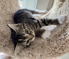 Isla - Bonded with Luna