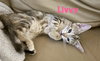 Livvy