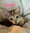 Livvy