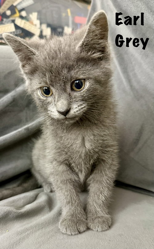 Earl Grey